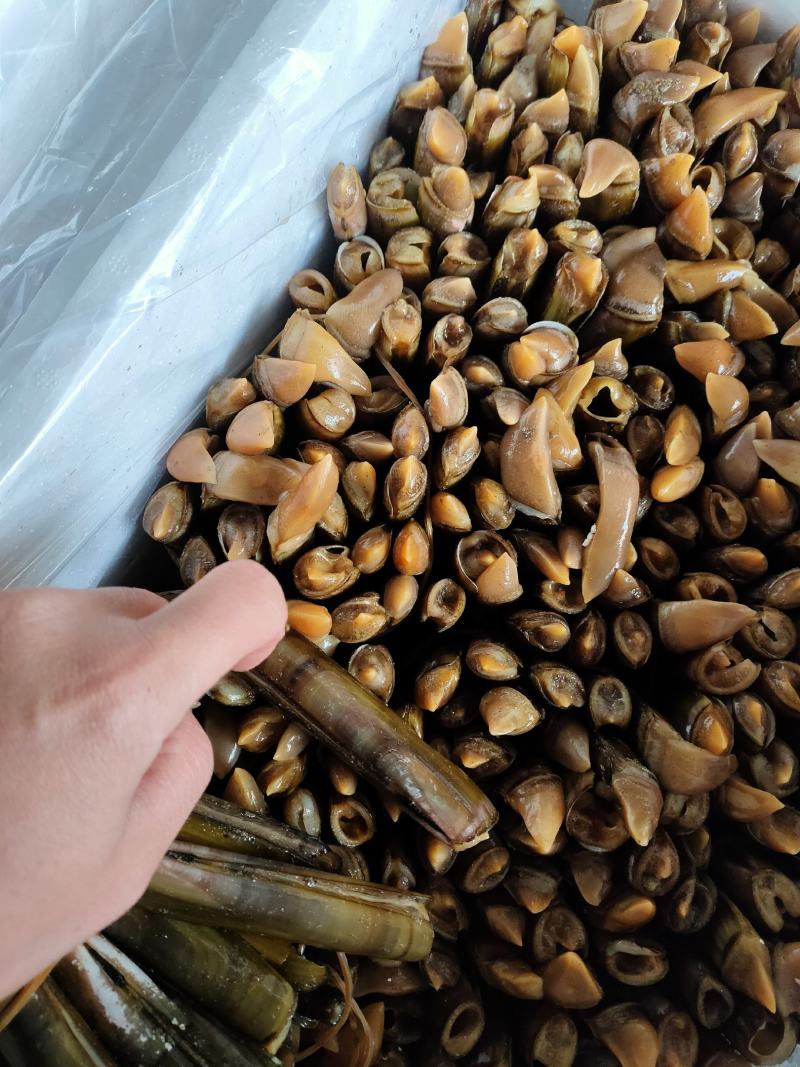 辽宁丹东东港鲜活蛏子大蛏王刀把蛏竹节蛏美人蛏海蛏鸭嘴蛏