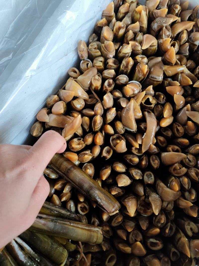辽宁丹东东港鲜活蛏子大蛏王刀把蛏竹节蛏美人蛏海蛏鸭嘴蛏