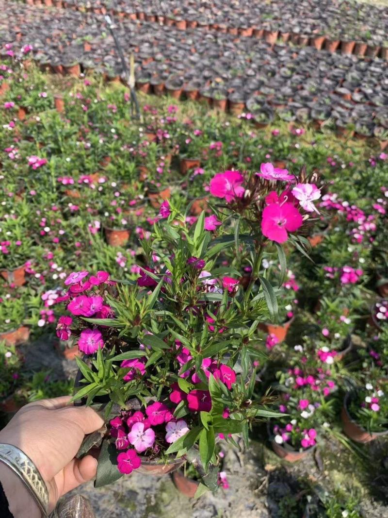 自家苗圃供应大花石竹基地直销视频看货保质保量