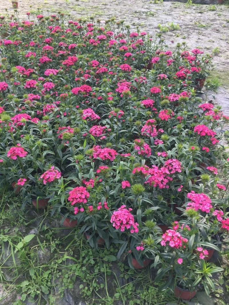 自家苗圃供应大花石竹基地直销视频看货保质保量