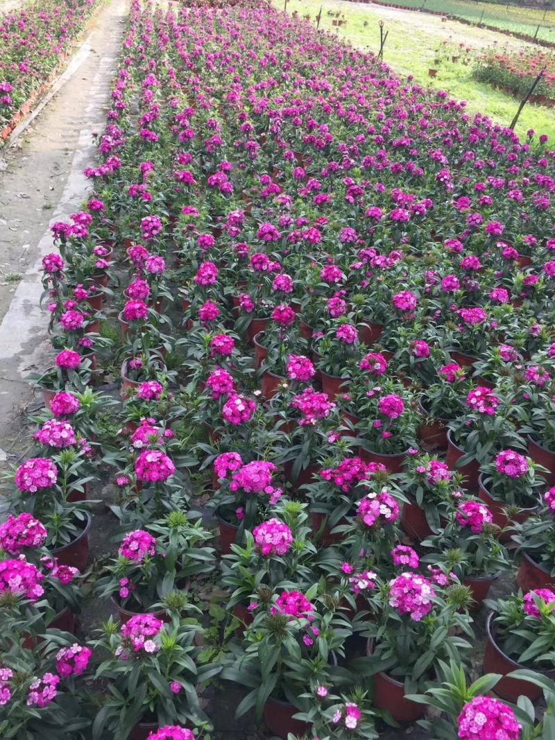 自家苗圃供应大花石竹基地直销视频看货保质保量