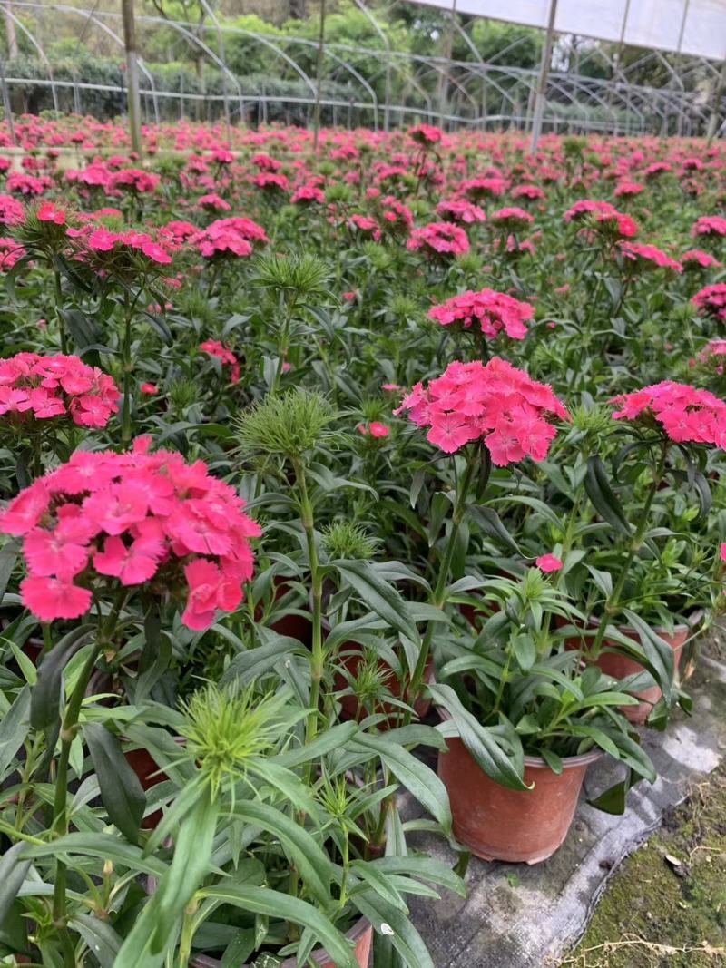 自家苗圃供应大花石竹基地直销视频看货保质保量