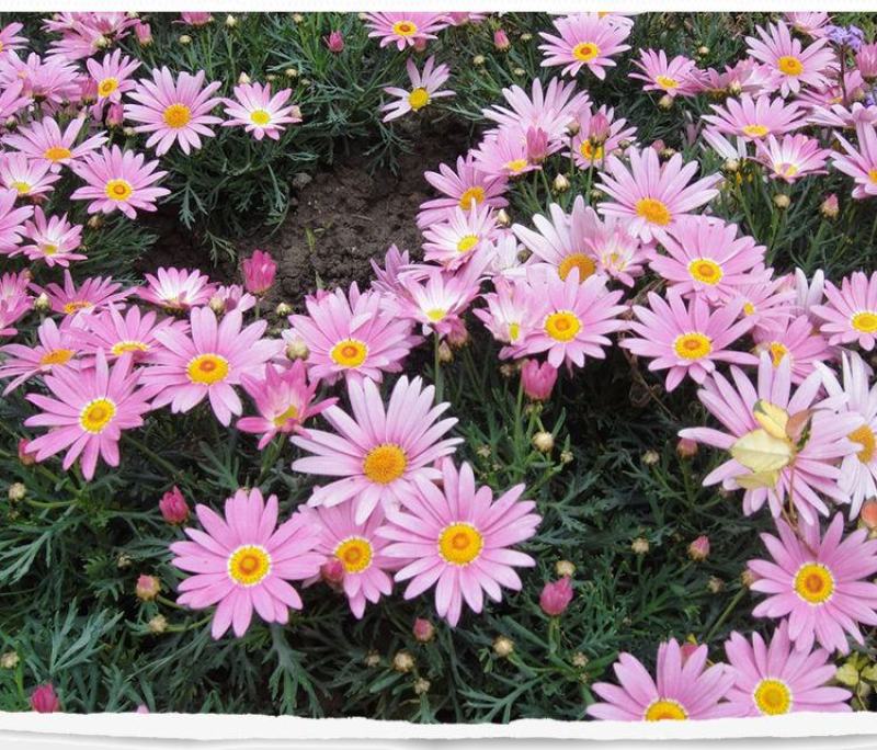 荷兰菊种子柳叶菊花种子四季播易种花卉种子免费拿样可到付
