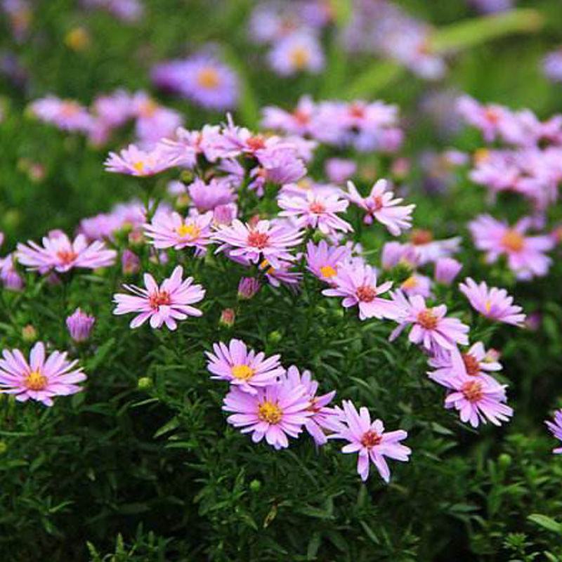 荷兰菊种子柳叶菊花种子四季播易种花卉种子免费拿样可到付