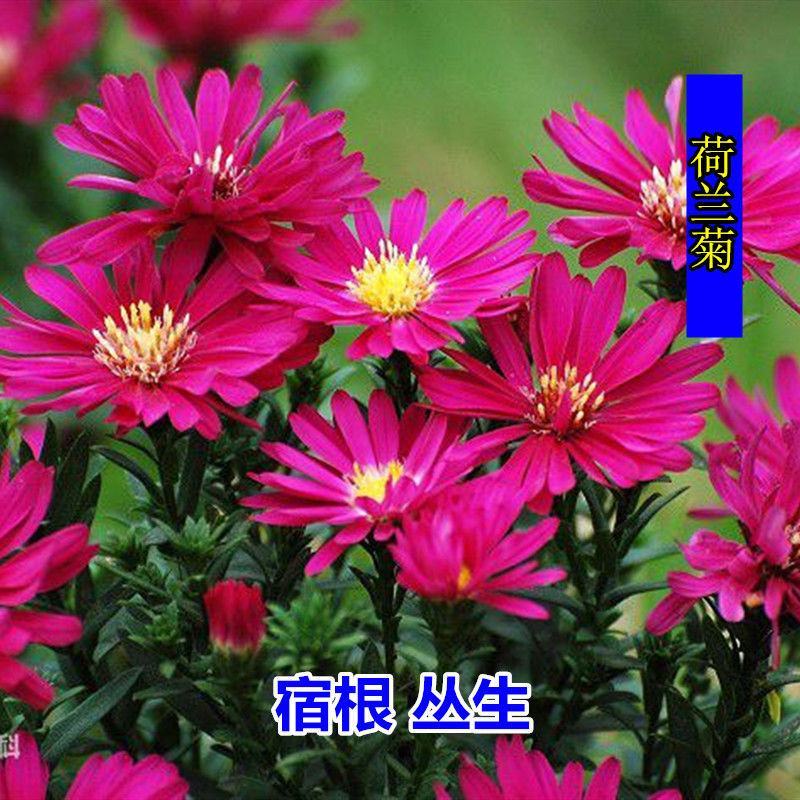 荷兰菊种子柳叶菊花种子四季播易种花卉种子免费拿样可到付
