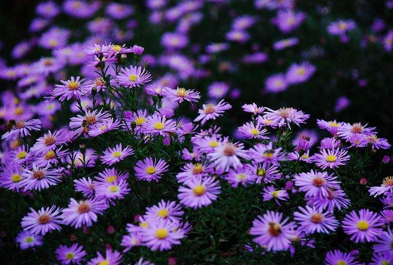 荷兰菊种子柳叶菊花种子四季播易种花卉种子免费拿样可到付