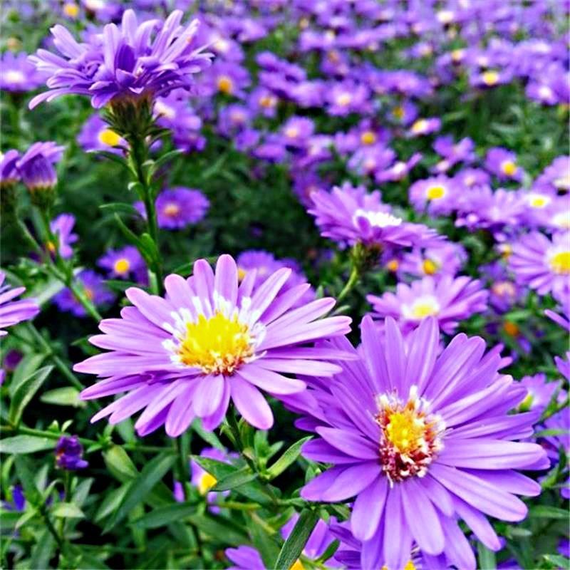 荷兰菊种子柳叶菊花种子四季播易种花卉种子免费拿样可到付