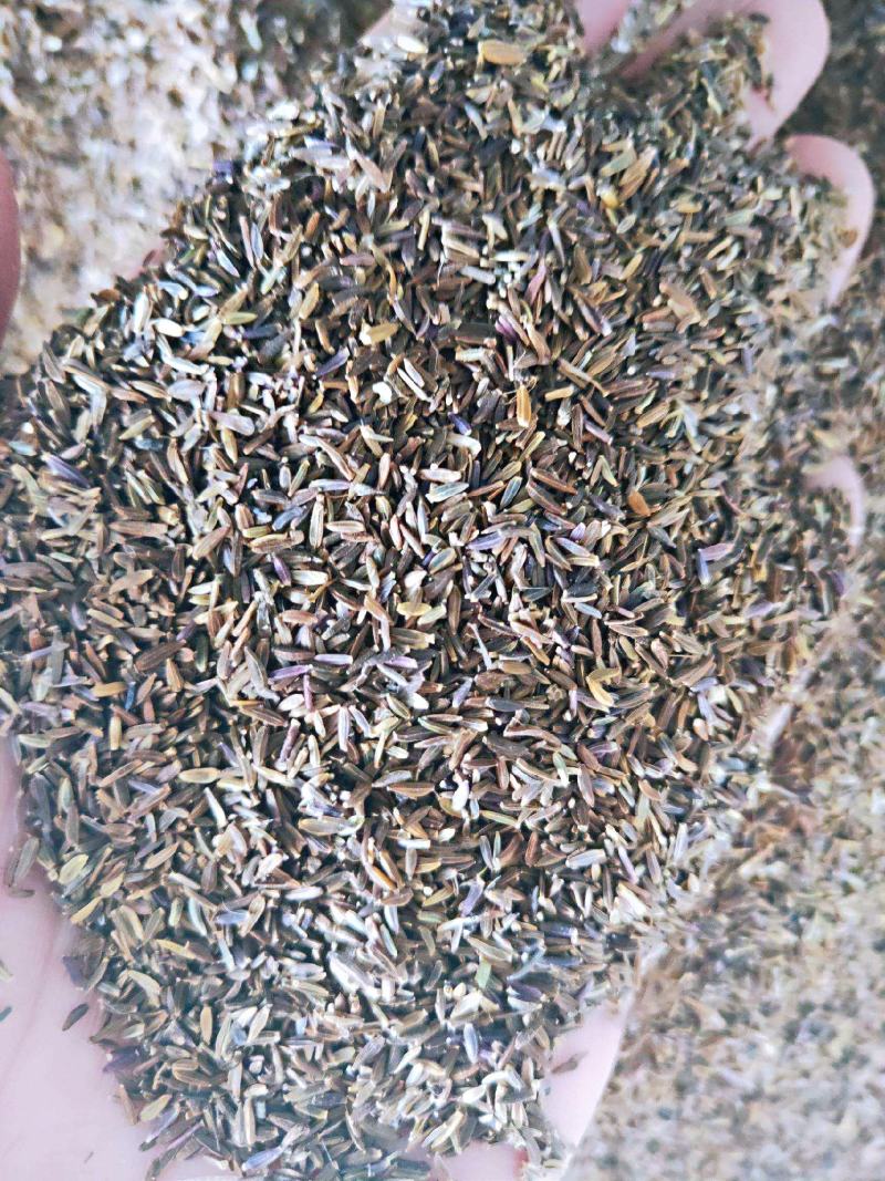 荷兰菊种子柳叶菊花种子四季播易种花卉种子免费拿样可到付