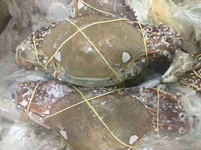 西非蓝蟹，一件15公斤。上海现货大量批发