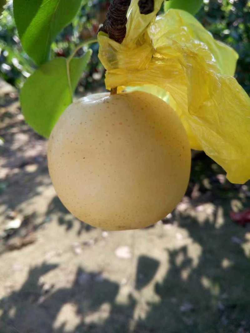 好吃的黄金梨又脆又甜