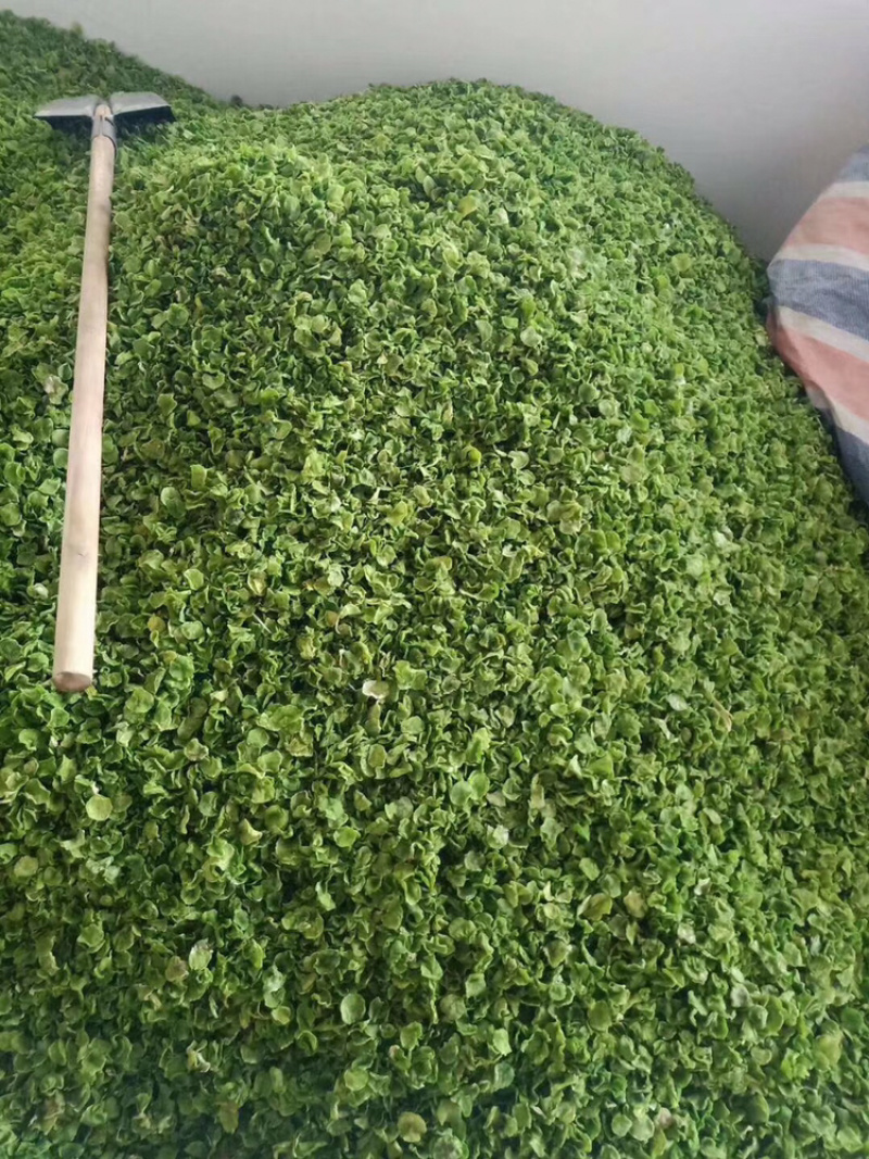 脱水蔬菜莴笋干20斤/件批发商用特色菜系列嘎嘣脆
