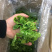脱水蔬菜莴笋干20斤/件批发商用特色菜系列嘎嘣脆