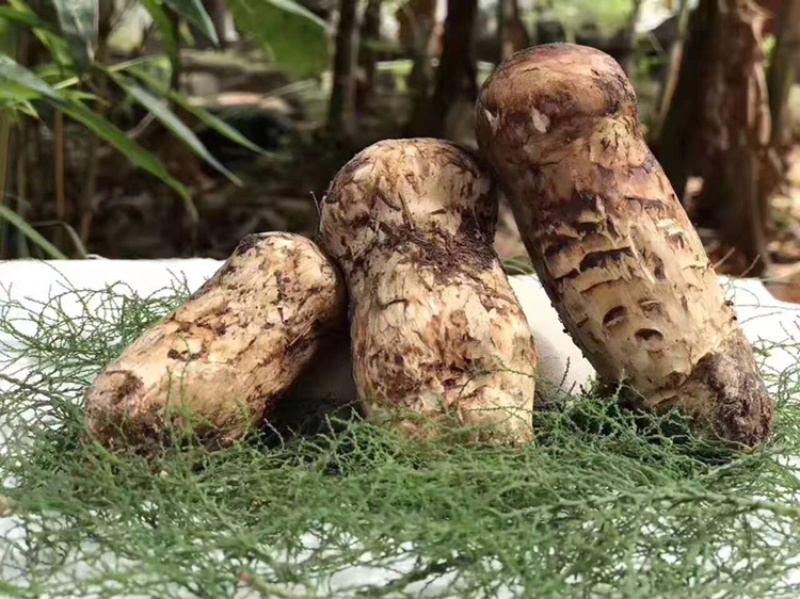 东北特产长白山野生鲜松茸