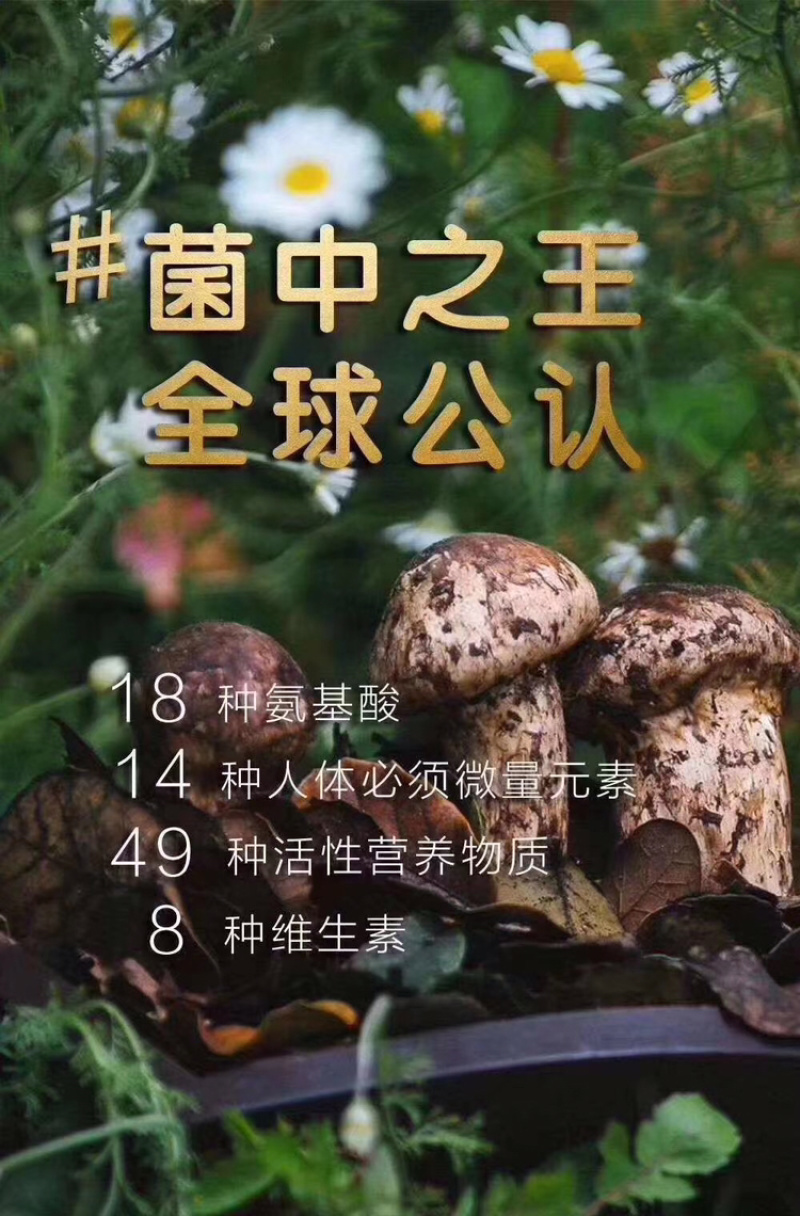 东北特产长白山野生鲜松茸