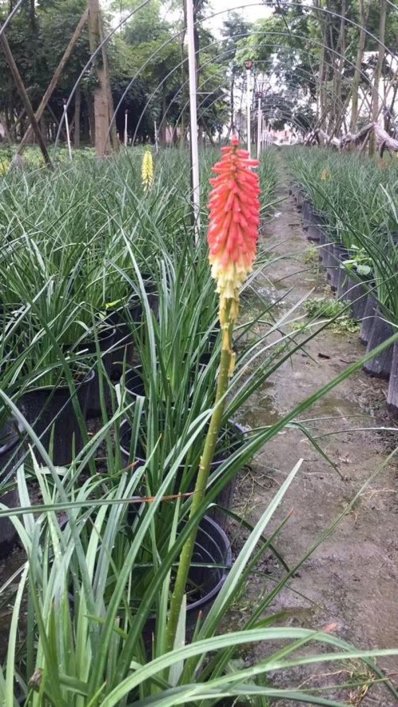 自家苗圃供应火把莲杯苗基地直销视频看货保质保量