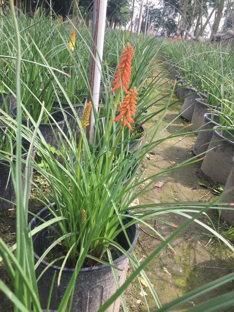 自家苗圃供应火把莲杯苗基地直销视频看货保质保量