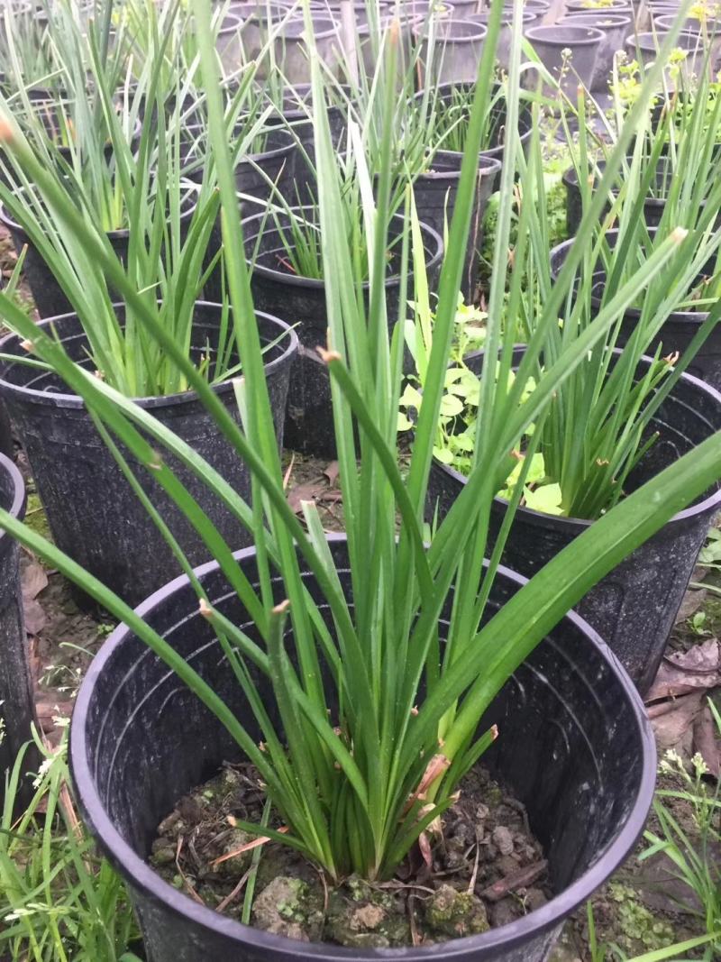 自家苗圃供应火把莲杯苗基地直销视频看货保质保量