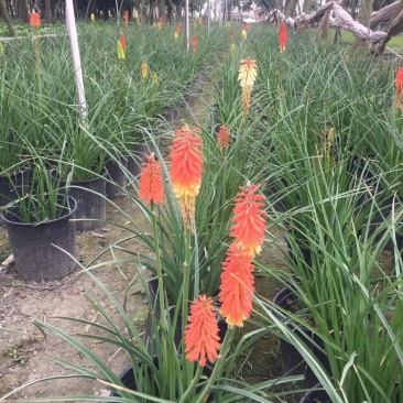 自家苗圃供应火把莲杯苗基地直销视频看货保质保量