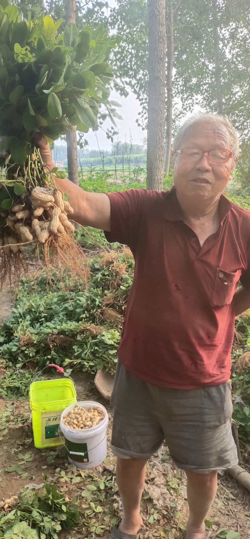 小鲁花鲜花生，湿花生，籽粒饱满，成熟度高，代发全国各地