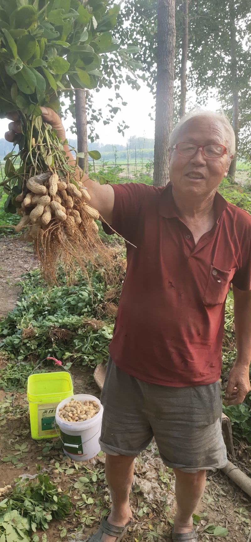 小鲁花鲜花生，湿花生，籽粒饱满，成熟度高，代发全国各地