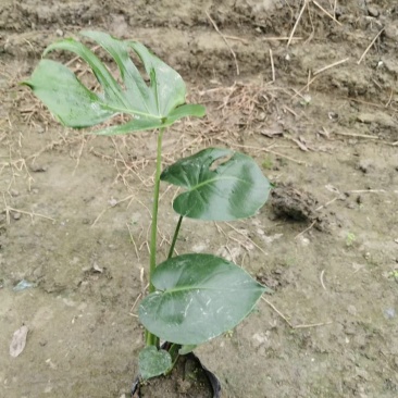 龟背竹，四川龟背竹种植地，龟背竹杯苗批发