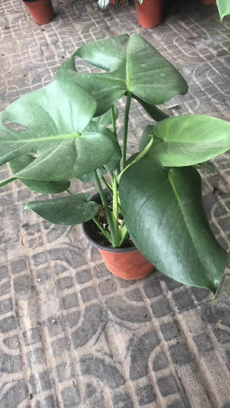 龟背竹，四川龟背竹种植地，龟背竹杯苗批发