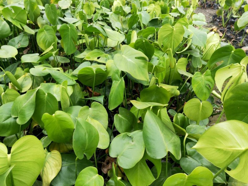 龟背竹，四川龟背竹种植地，龟背竹杯苗批发