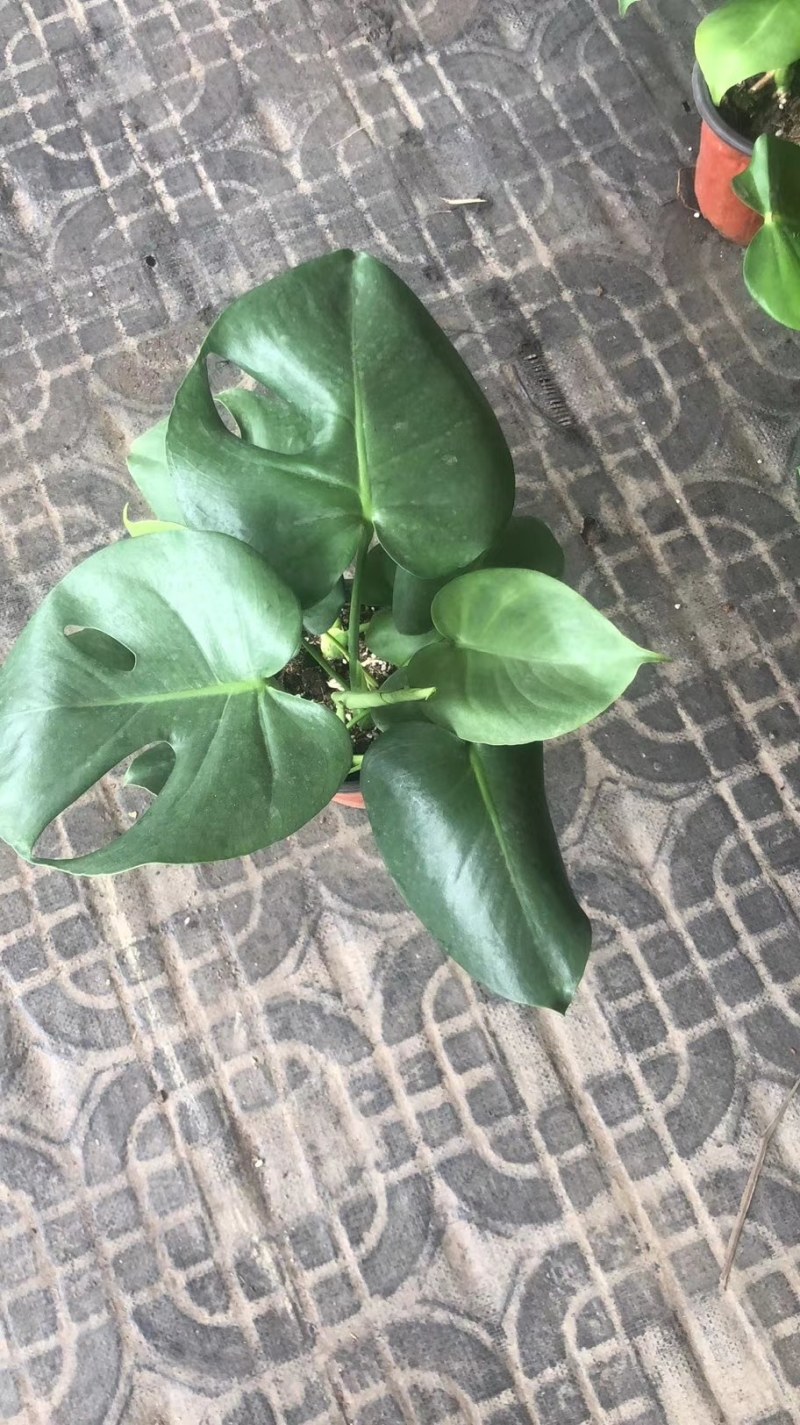 龟背竹，四川龟背竹种植地，龟背竹杯苗批发