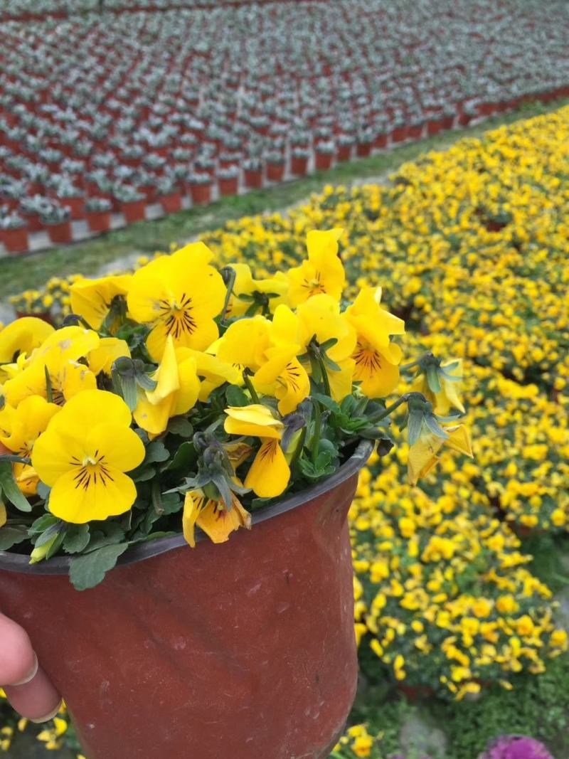 角堇黄色花双色杯实拍图片，角堇基地大量供应