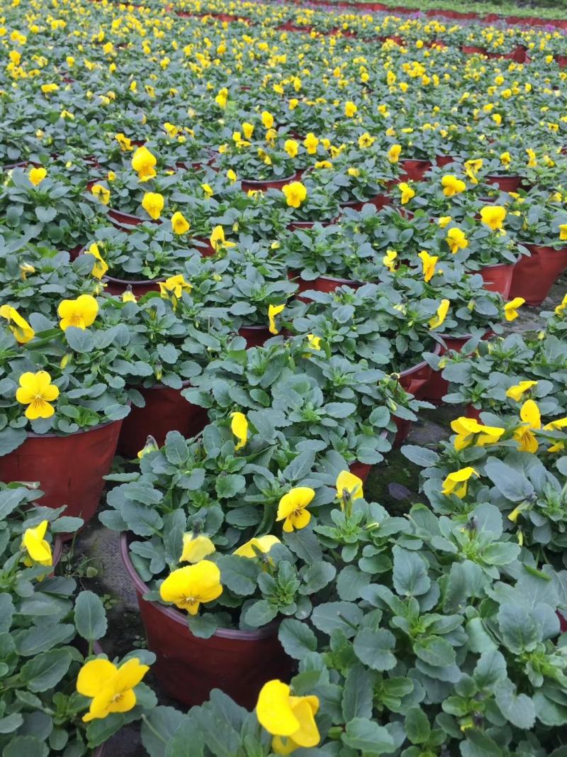 角堇黄色花双色杯实拍图片，角堇基地大量供应