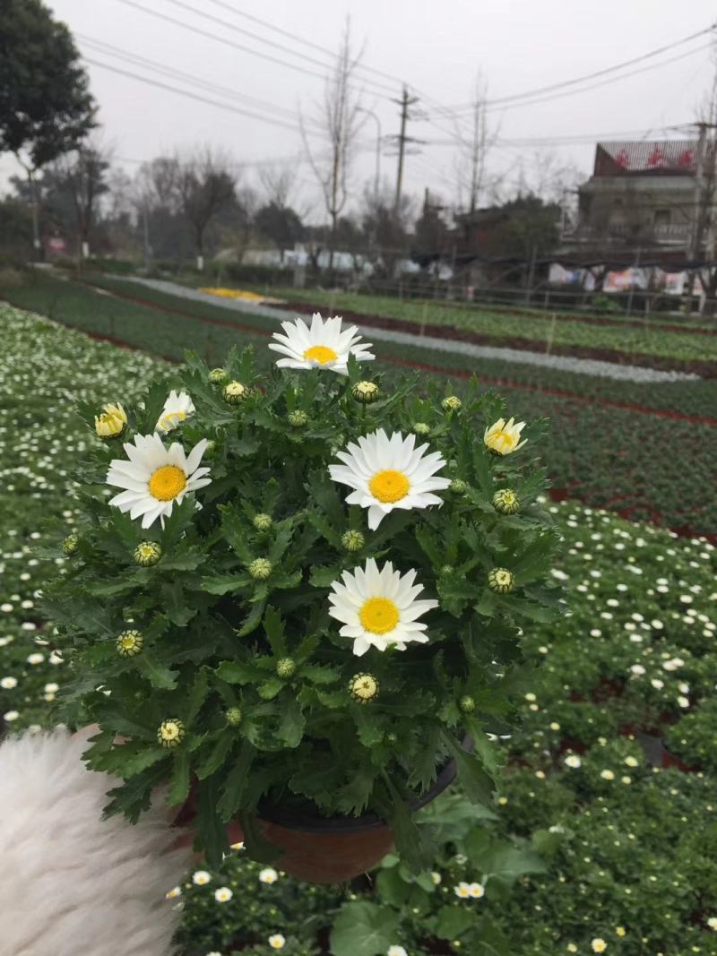 白晶菊双色杯实拍图片，白晶菊介绍，白晶菊成都基地
