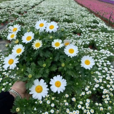 白晶菊双色杯实拍图片，白晶菊介绍，白晶菊成都基地