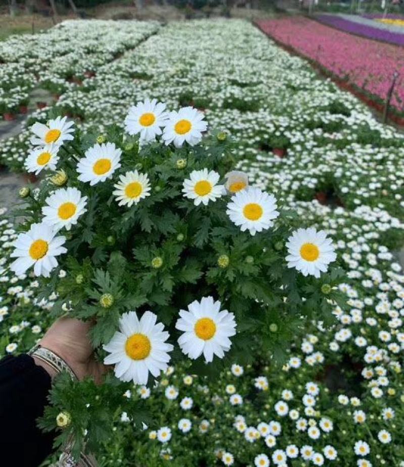 白晶菊双色杯实拍图片，白晶菊介绍，白晶菊成都基地