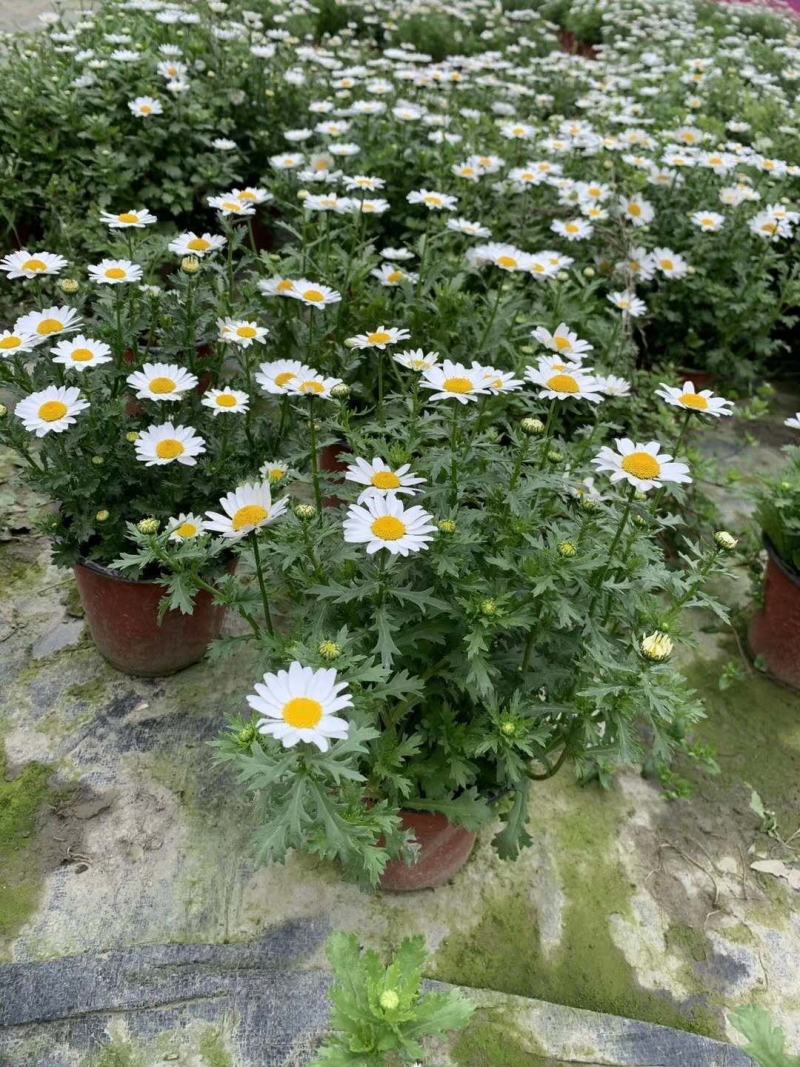白晶菊双色杯实拍图片，白晶菊介绍，白晶菊成都基地
