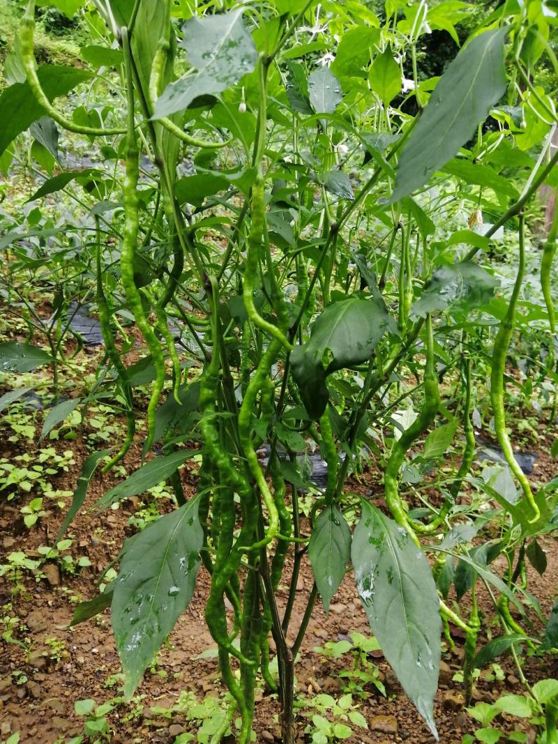 鲜辣椒，本地辣椒