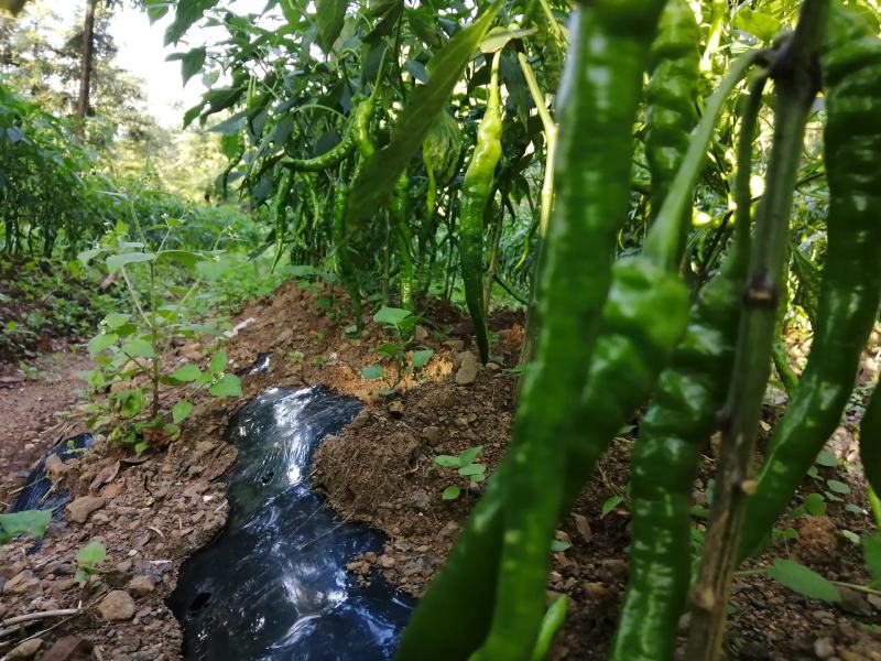 鲜辣椒，本地辣椒