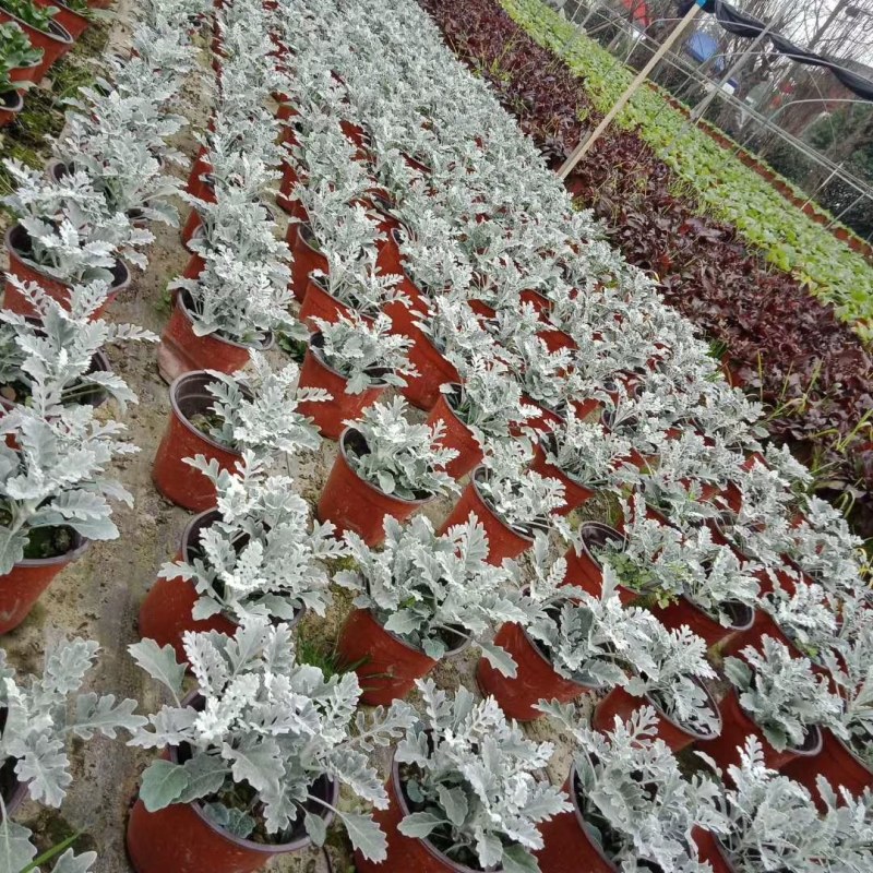 银叶菊双色杯杯苗高度15-25公分，冠幅20-25公分