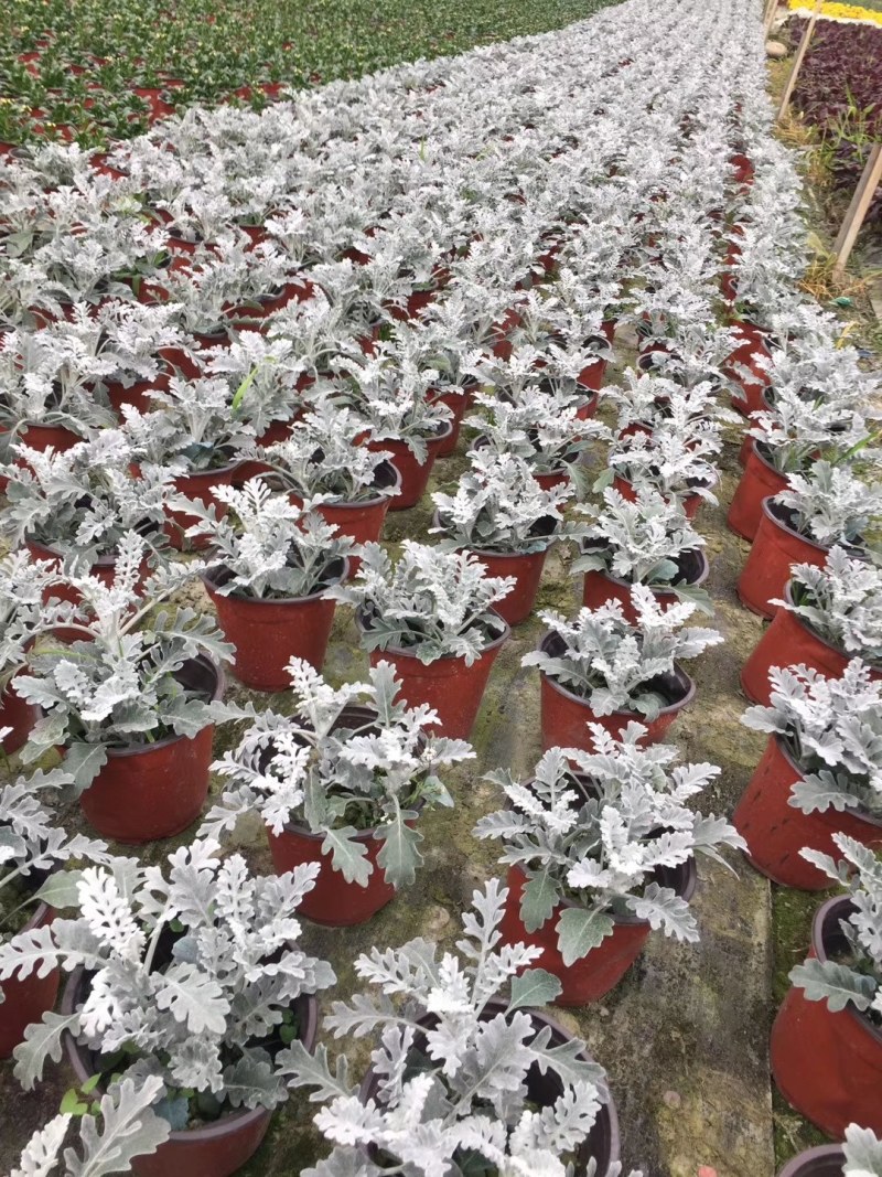 银叶菊双色杯杯苗高度15-25公分，冠幅20-25公分