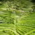 脱水蔬菜莴笋干20斤/件批发商用特色菜系列嘎嘣脆