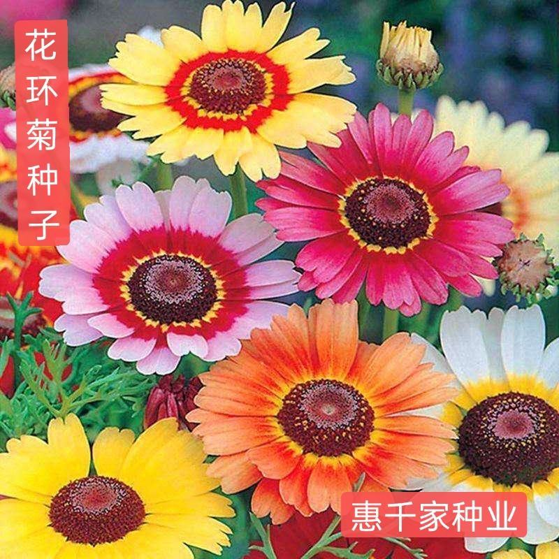 花环菊种子三色菊花种子混色花海花籽花种籽包邮四季易活耐