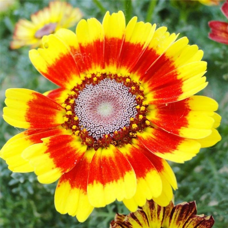 花环菊种子三色菊花种子混色花海花籽花种籽包邮四季易活耐