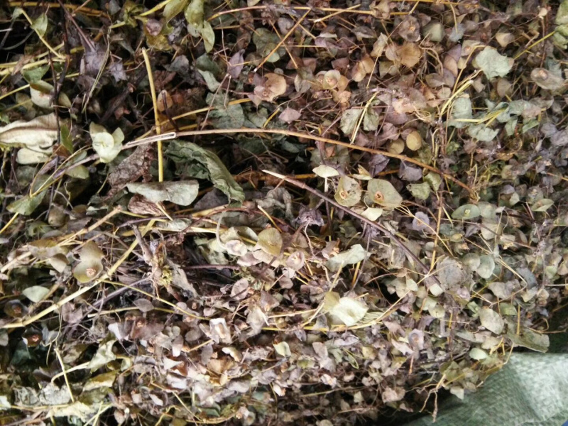 穿心草【包邮】三斤起发货可批量可零售量大从优