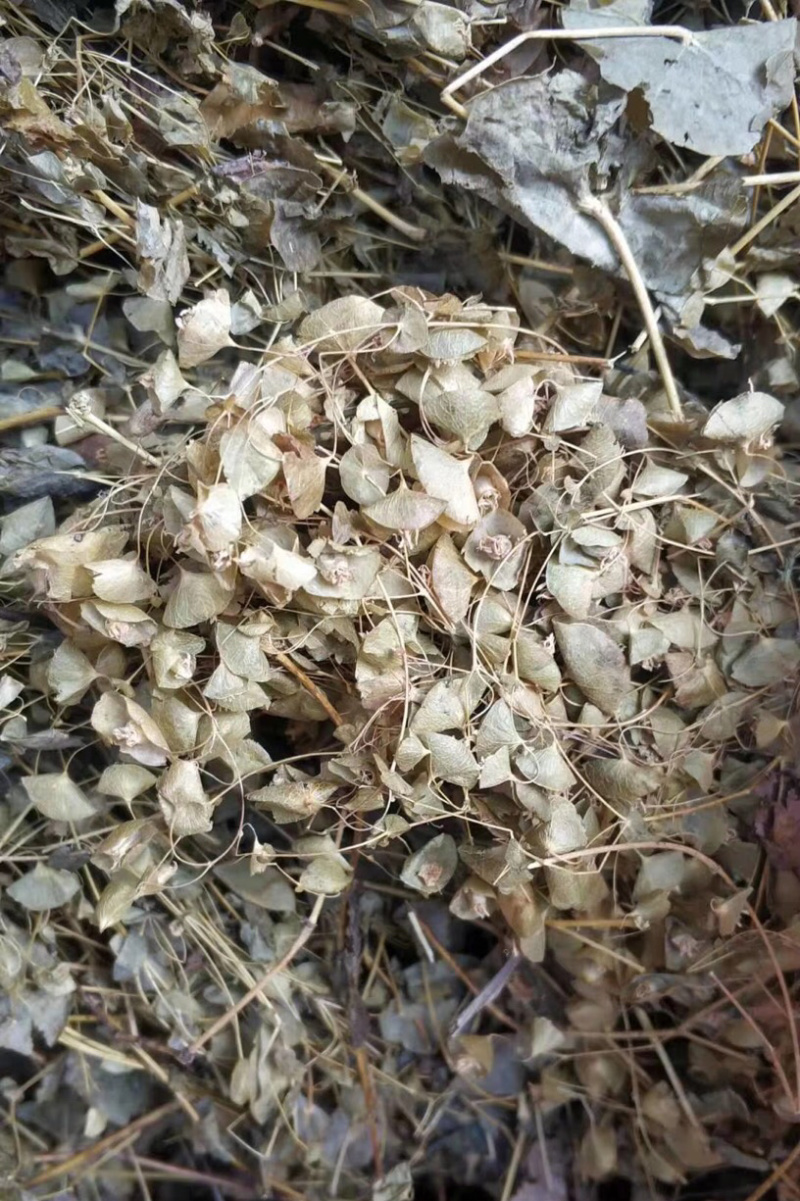 穿心草【包邮】三斤起发货可批量可零售量大从优