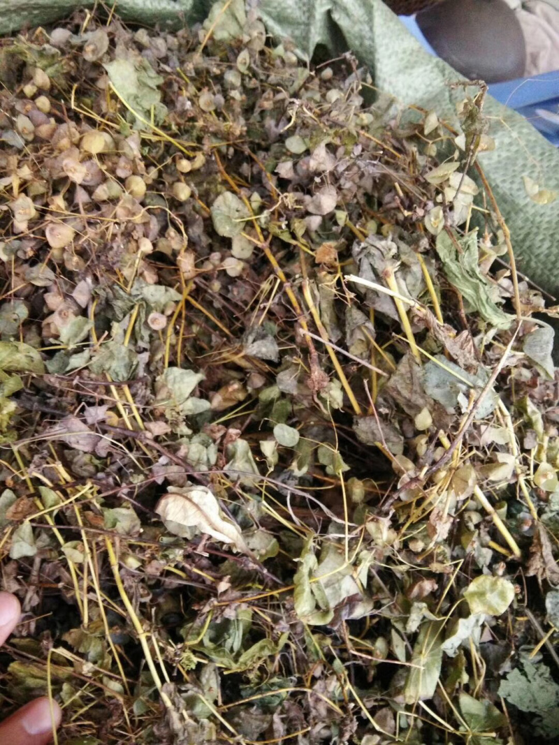 穿心草【包邮】三斤起发货可批量可零售量大从优
