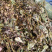 穿心草【包邮】三斤起发货可批量可零售量大从优