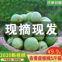 新鲜青皮核桃现摘带绿皮湿核桃去青皮鲜核桃