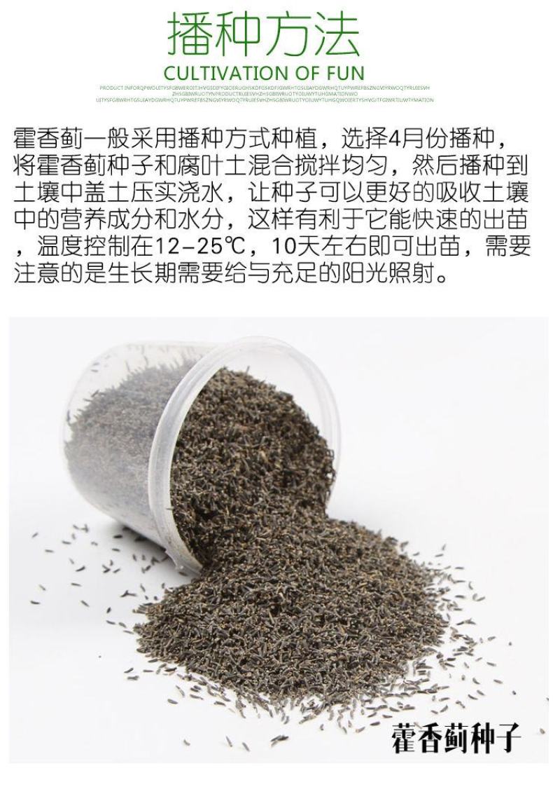霍香蓟种子大花蓝花冠藿香蓟花种子地被植物野花组合种子