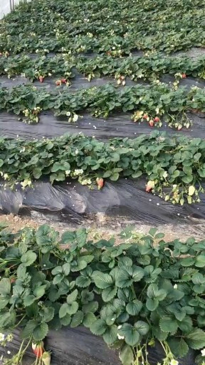 红颜草莓苗甜宝淡雪越秀香蕉黑珍珠梦之莹梦之芙真红美玲