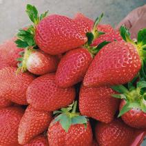 红颜草莓苗甜宝草莓苗淡雪草莓苗越秀香蕉草莓苗基地批发
