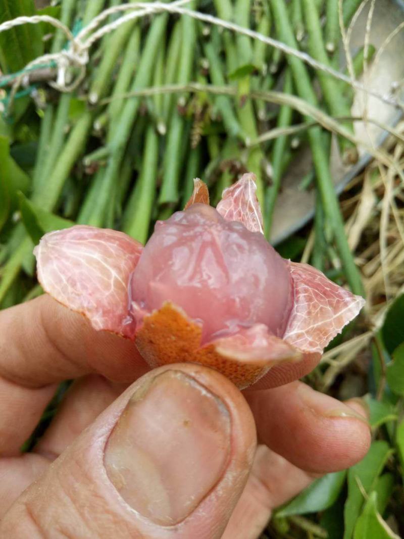 紫肉黄皮苗正品嫁接苗带土发货成活率更高！